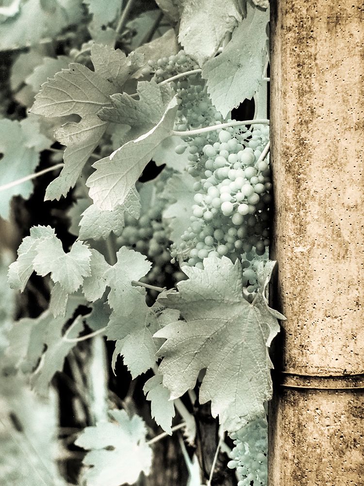 Italy, Pedemonte, Langhe, Perno. Infrared of vineyards.